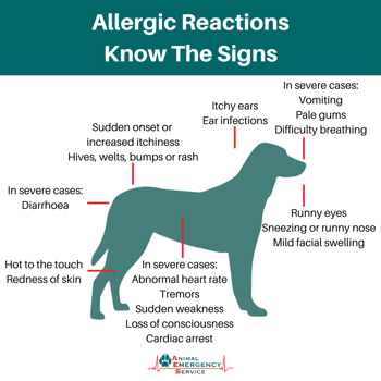 Signs of allergic reactions in pets