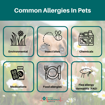 Common allergies in pets