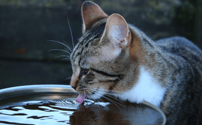 Heat Stroke in Cats (symptoms, treatment and prevention)