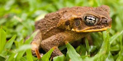 Cane Toads and Dogs (everything you need to know about toad poisoning)