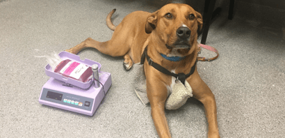Canine Blood Donation (all your questions answered)