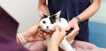 Signs of Pain in Cats (how to look for signs your cat is in pain)