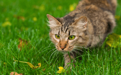 Cane Toads and Cats: Are cane toads poisonous to cats?