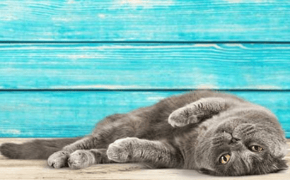 The Biggest Risks to Cats in the Warmer Months