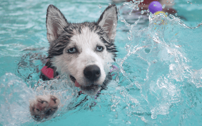 How to Keep Dogs Cool in Summer (our top tips)