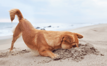 Dog Friendly Beaches and Parks (our favourites in Queensland)
