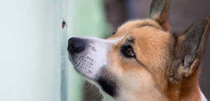 Has Your Dog Been Stung By A Bee? (what should you do?)