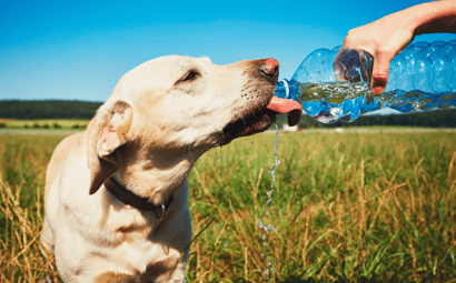 Heat Stress in Dogs (what it is and how to treat it)