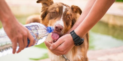 Heat Stroke in Dogs (what you need to know)