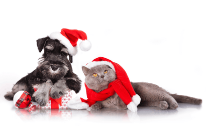 Further information about dangers for pets at Christmas