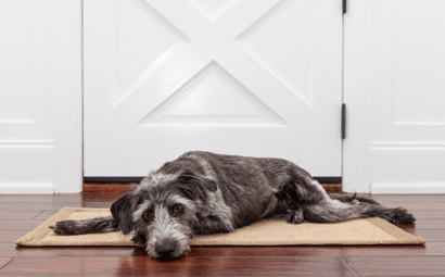 Separation Anxiety in Dogs (the symptoms and how to help your dog)