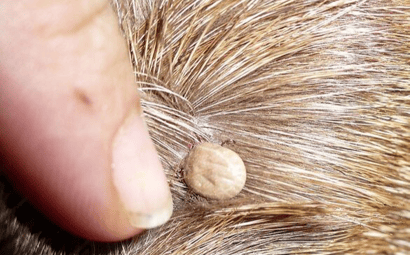 Cost Involved for Treating Tick Paralysis