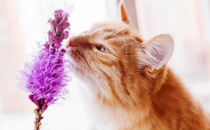 Flowers and Plants Toxic to Dogs and Cats (an A-Z guide)