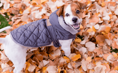 How to Keep Dogs and Cats Warm in Winter (top winter warming tips)